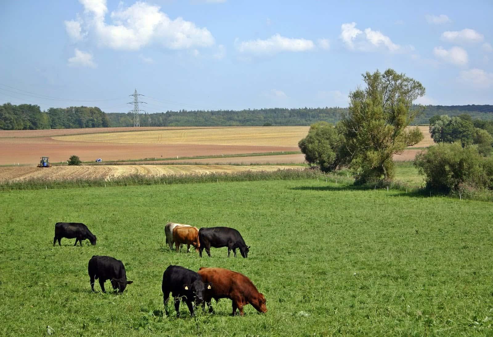 Cows grazing in a field